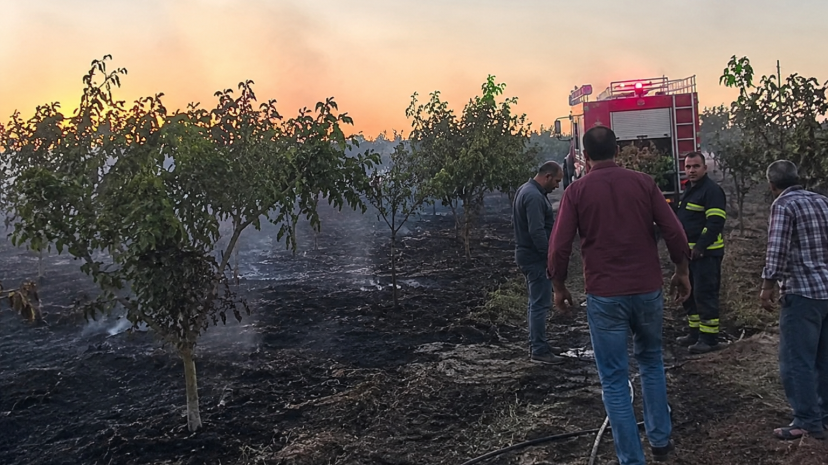Gaziantep’in Nizip ilçesinde fıstık bahçesinde acı son