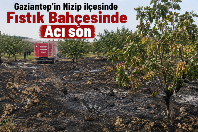 Gaziantep’in Nizip ilçesinde fıstık bahçesinde acı son